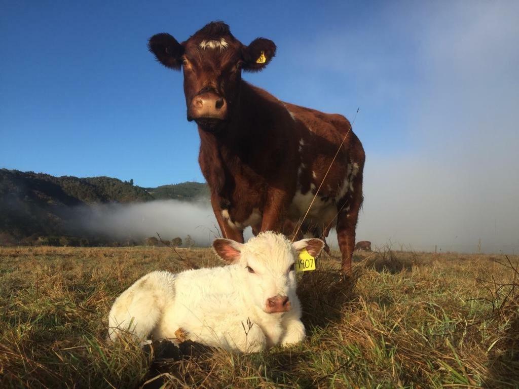 Mohaka River Farm Te Haroto Dış mekan fotoğraf