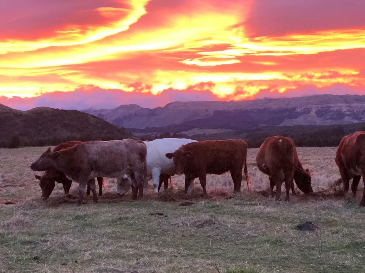 Mohaka River Farm Te Haroto Dış mekan fotoğraf